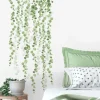 String Of Pearls Vine